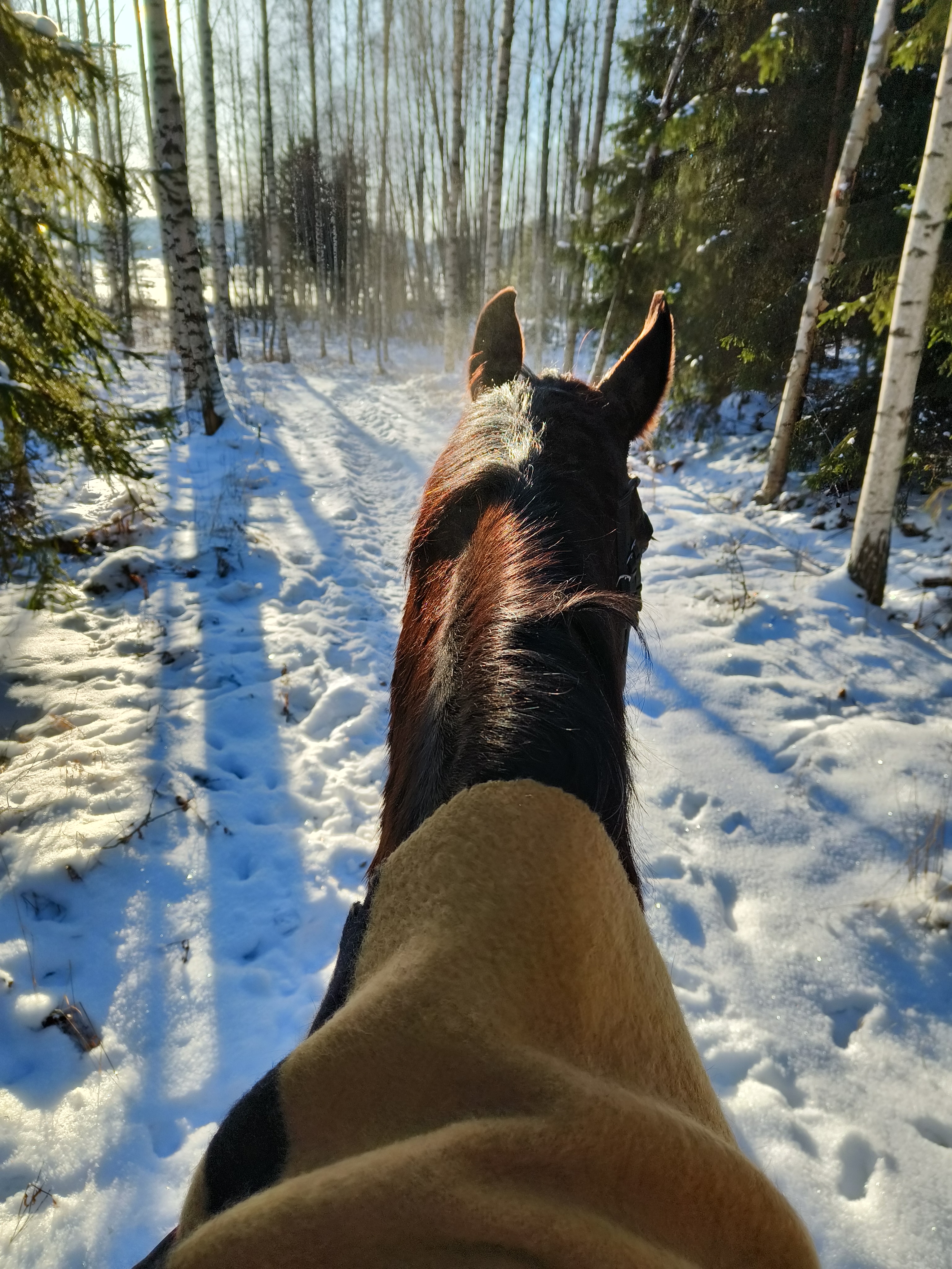 Ratsutila Kawerdan metsälenkki talvella