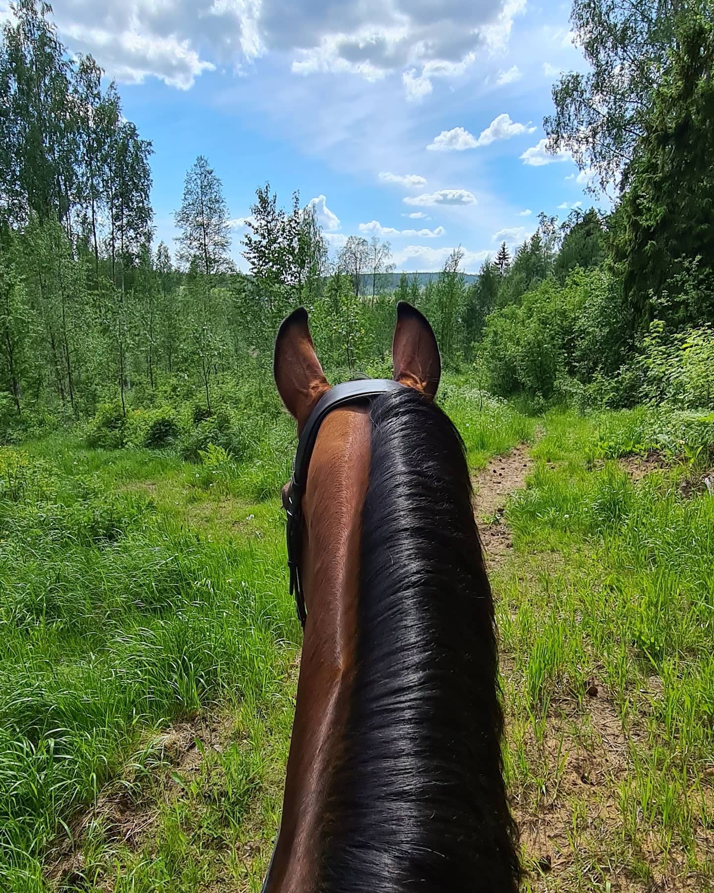 Ratsutila Kawerdan autoton metsälenkki