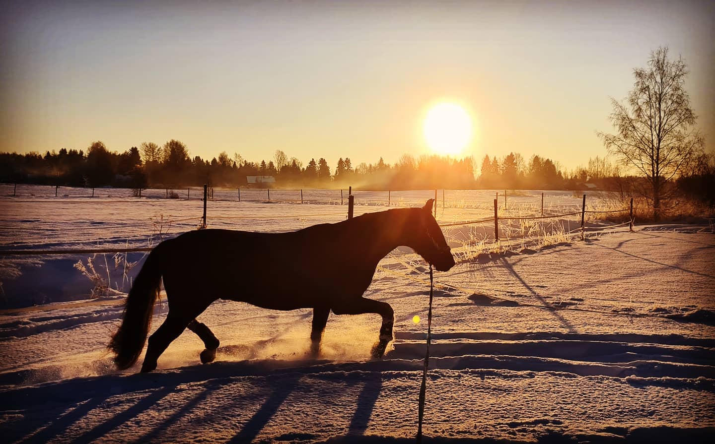 Talvipäivä Ratsutila Kawerdassa